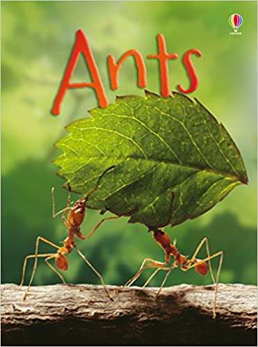 Ants - Lucy Bowman