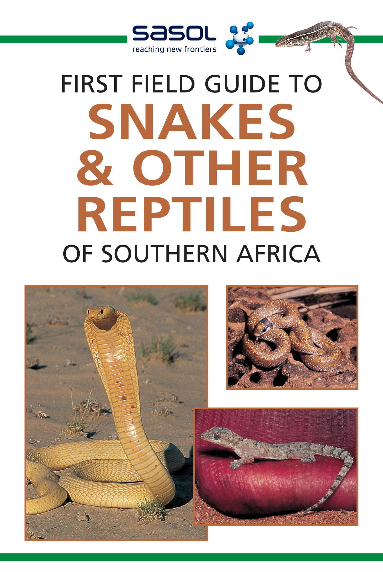 First Field Guide to Snakes & Other Reptiles of Southern Africa - Tracey Hawthorne