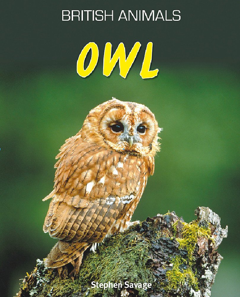 Owl - Stephen Savage
