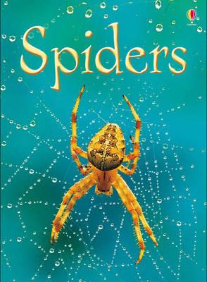 Spiders - Rebecca Gilpin