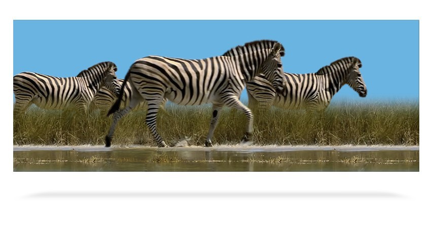 Zebra 3D Bookmark
