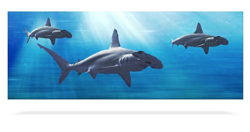 Shark 3D Bookmark